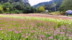 新余仙女湖醉蝶花花海