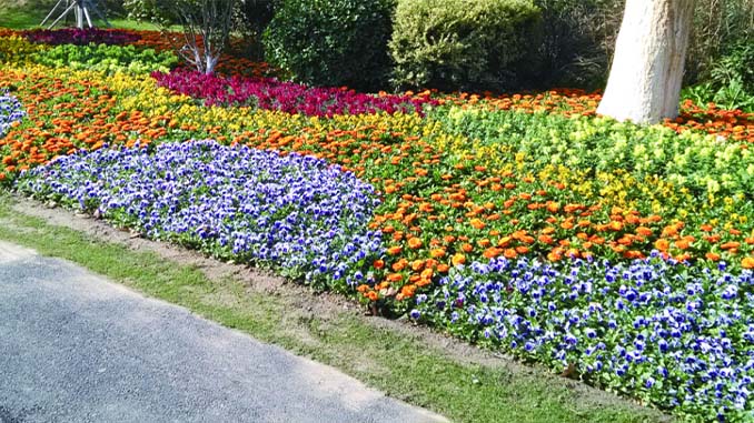 南昌艾溪湖湿地公园长效草花项目